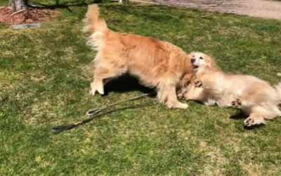 “Tail Waggin’ Tutors” Crazy Romping Goldens