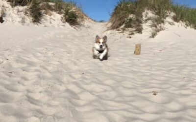 “Tail Waggin’ Tutor” Phoebe’s Sand Dune Run
