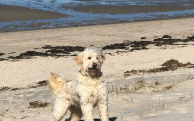 “Tail Waggin’ Tutor” Goldendoodle Sky & Pat deliver a good game of ‘fetch the ball’ at Corporation beach…. making a difference.