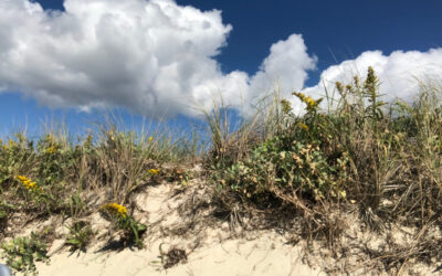 Brilliant interplay. Puffy white clouds & dune grass. October by the sea. Bank Street beach.