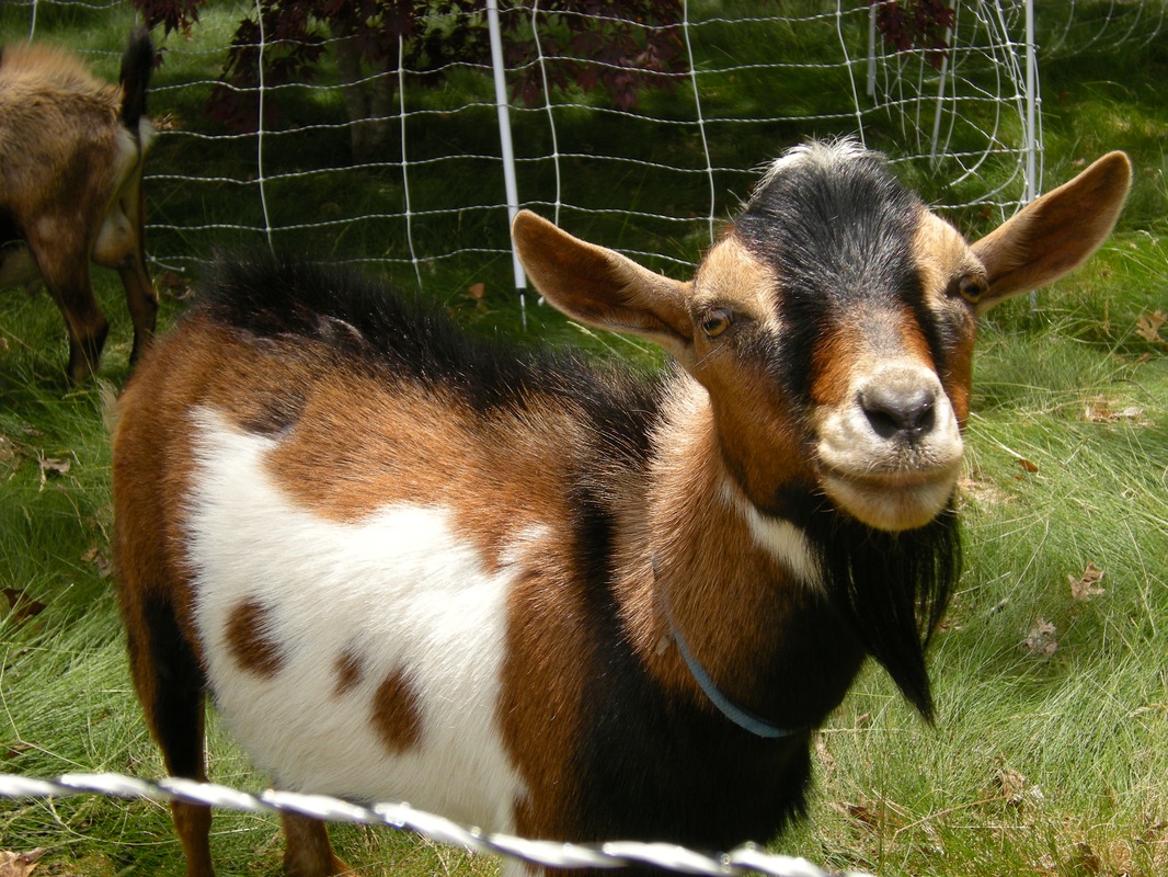 Goats Cape Cod