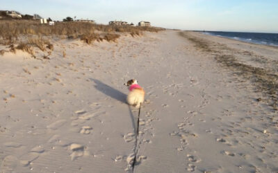 Touring Bank Street beach with Phoebe on a brisk winter’s day…