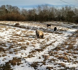 East Dennis Sheep