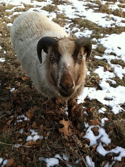 East Dennis Sheep